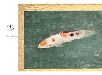 Kakemono Paint Japanese Carp Koi Japan